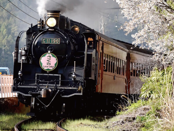 大井川さくらＳＬ列車(2024)