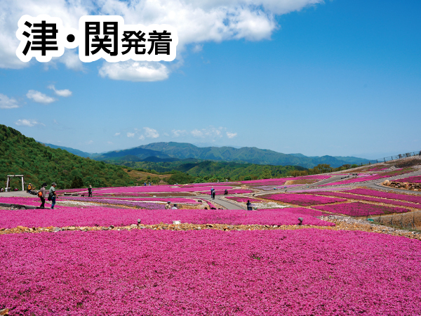 茶臼山高原芝桜と山里料理(2024)
