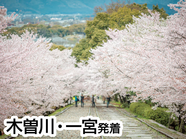 春の嵐山と紅しだれ桜(2024)
