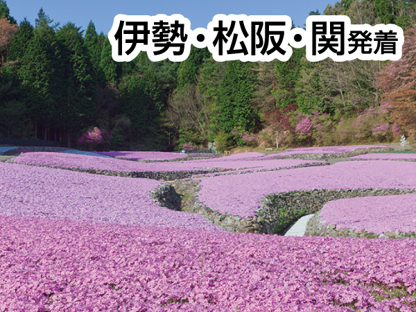 芝桜・花のじゅうたん(2024)
